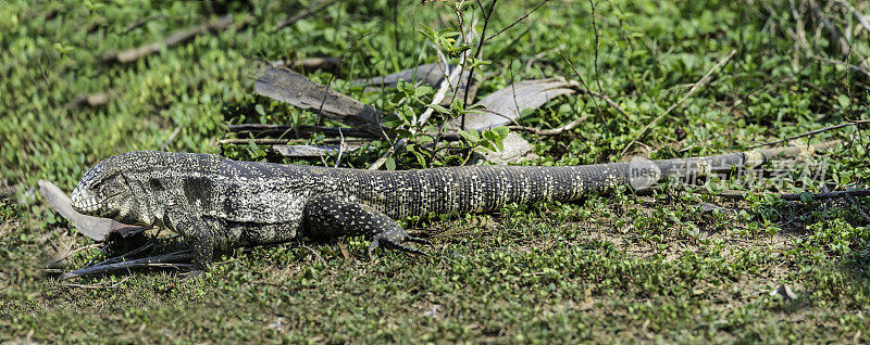 绿鬣蜥(iguana iguana)，也被称为普通鬣蜥或美洲鬣蜥，是一种大型的，树栖的，以食草为主的蜥蜴，在巴西的潘塔纳尔发现。